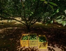 Esta ce reconocimiento eleva la competitividad de los productores de aguacate en Jalisco para que puedan movilizar sus mercancías en nuevos y mejores mercados. ESPECIAL