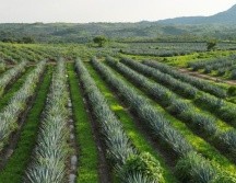 Las líneas de acción de la Estrategia de Sustentabilidad Agave-Tequila se interrelacionan con 16 de los 17 ODS. ESPECIAL