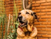 Cada tipo de ladrido tiene un mensaje detrás. FREEPIK