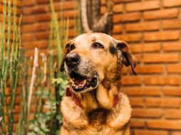 Cada tipo de ladrido tiene un mensaje detrás. FREEPIK