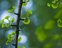 El ginkgo es una planta muy valorada para abordar problemas como el deterioro cognitivo y trastornos circulatorios. Unsplash.