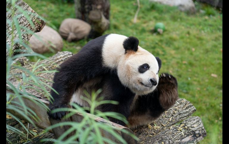 Durante décadas, Pekín ha utilizado a los pandas gigantes como regalos diplomáticos para fortalecer relaciones internacionales y mejorar la imagen de China en el extranjero. Unsplash