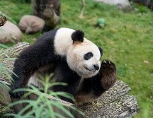 Durante décadas, Pekín ha utilizado a los pandas gigantes como regalos diplomáticos para fortalecer relaciones internacionales y mejorar la imagen de China en el extranjero. Unsplash
