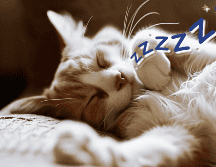 Estas mascotas tiene dos tipos de sueño, el ligero y sueño profundo. FREEPIK / IA