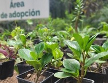 Ubicado en avenida Patria, el vivero tiene pasillos y recovecos por los que es fácil perderse entre las macetas y las hojas que van cayendo, pero que son un espacio en el que la ‘jungla de concreto’ en la que se está convirtiendo la ZMG queda fuera de este lugar. EL INFORMADOR / O. González