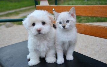 significado de un perro inteligente