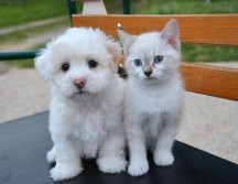 Lo más importante es reconocer y apreciar las capacidades únicas de cada especie. Al final del día, la inteligencia se manifiesta de diferentes maneras y, tanto los perros como los gatos, aportan un valor incalculable a nuestras vidas. CANVA
