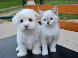 Lo más importante es reconocer y apreciar las capacidades únicas de cada especie. Al final del día, la inteligencia se manifiesta de diferentes maneras y, tanto los perros como los gatos, aportan un valor incalculable a nuestras vidas. CANVA