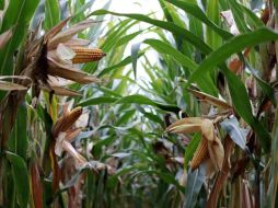 Uno de los aspectos más interesantes del maíz es que a pesar de ser un carbohidrato, su fibra insoluble lo convierte en un alimento con un índice glucémico bajo. Pixabay