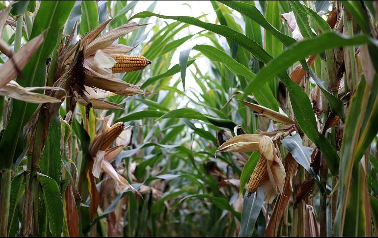 Uno de los aspectos más interesantes del maíz es que a pesar de ser un carbohidrato, su fibra insoluble lo convierte en un alimento con un índice glucémico bajo. Pixabay
