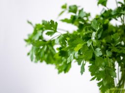 El cilantro tiene origen en el norte de África y el sur de Europa. Pixabay.