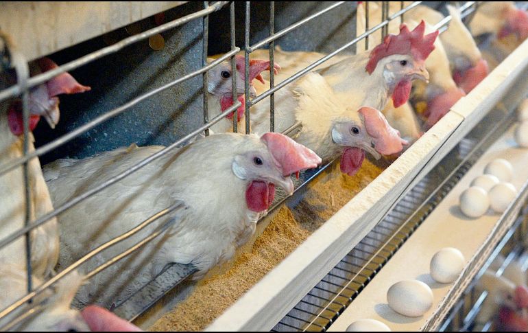 Durante 2023, la avicultura creció 2.7% para finalizar con una producción total de alimentos de 6.87 millones de toneladas. EL INFORMADOR/Archivo