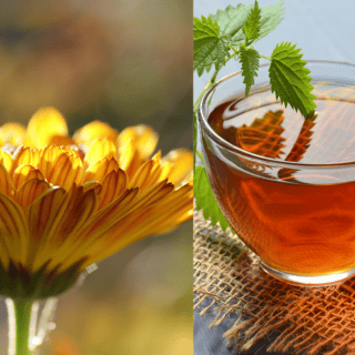 Esta es la flor natal de octubre, conoce sus beneficios