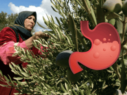 La infusión alivia la irritación del revestimiento gástrico, lo que resulta fundamental para aquellos que sufren de gastritis o están en riesgo de desarrollar úlceras pépticas. AP / ARCHIVO