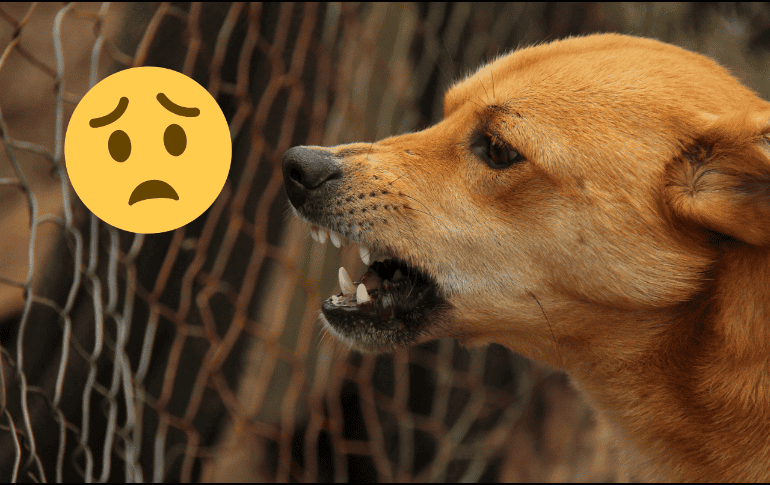 La rabia es un problema grave de salud pública que afecta a más de 150 países. Pixabay