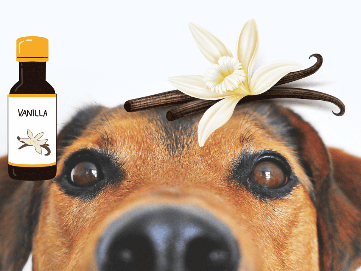 son seguros los cacahuetes para que los perros los coman