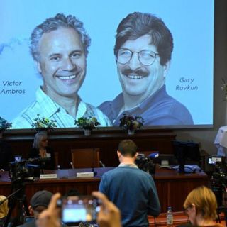 Nobel de Medicina 2024 para los descubridores del micro-ARN