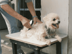 Si la cantidad de pelo es demasiada, se recomienda que apliques el truco las veces que consideres necesarias. Pexels