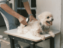 Si la cantidad de pelo es demasiada, se recomienda que apliques el truco las veces que consideres necesarias. Pexels