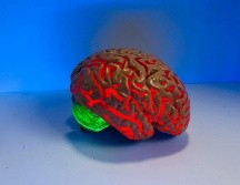 El cerebro desempeña un intenso trabajo energético. UNSPLASH / N. CONELL