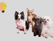 Recientemente, se ha popularizado tener perros de mascota. ESPECIAL/Pexels y CANVA