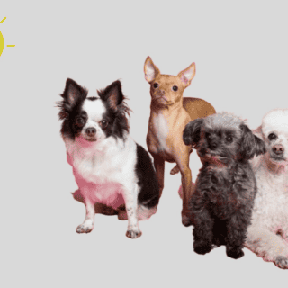 Estas son las razas de perros más inteligentes, según la Inteligencia Artificial