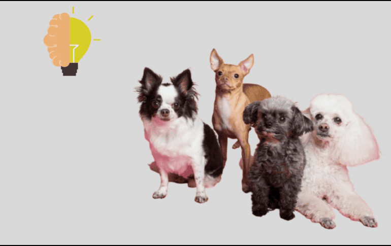 Recientemente, se ha popularizado tener perros de mascota. ESPECIAL/Pexels y CANVA