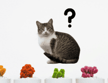 Los síntomas que tu felino puede presentar dependen de la planta que haya ingerido. ESPECIAL/Pexels