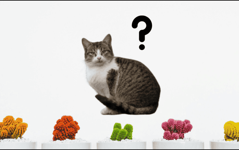 Los síntomas que tu felino puede presentar dependen de la planta que haya ingerido. ESPECIAL/Pexels