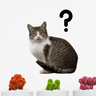 ¿Qué plantas son venenosas para los gatos?