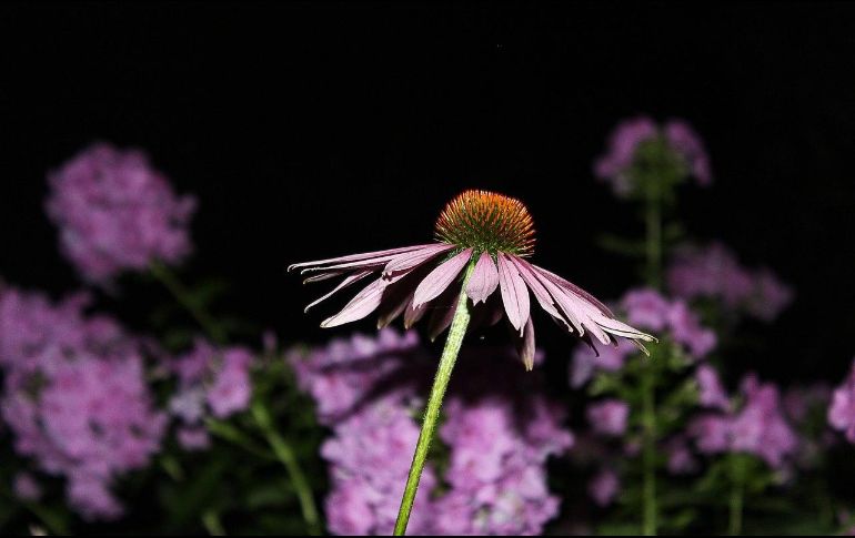 A la hora de cuidar de la salud humana, la medicina tradicional ha incursionado en la implementación de diversas plantas, hierbas, semillas y raíces. Pixabay