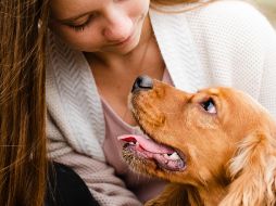 Hablar más despacio y con un tono positivo puede ser la clave para que tu mascota responda como esperas. ESPECIAL