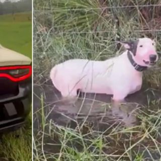 Policías de Florida rescatan a perro abandonado durante el huracán "Milton" (VIDEO)