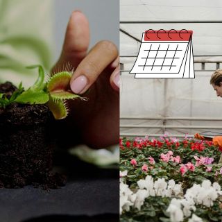 Asiste al primer festival de plantas carnívoras en Guadalajara