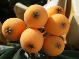 Entre otras aplicaciones medicinales que tiene el níspero, también se utiliza para mejorar la circulación. Pixabay.