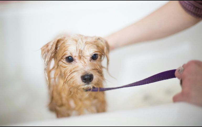 Si no se trata, la dermatitis puede empeorar y afectar la calidad de vida del perro. UNSPLASH / B. LEHMAN