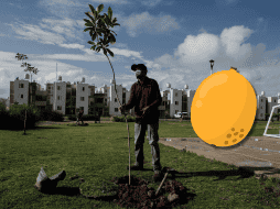 Las flores de este fruto son empleadas por sus efectos expectorantes, lo que las hace útiles en el tratamiento de afecciones respiratorias. EL INFORMADOR / ARCHIVO