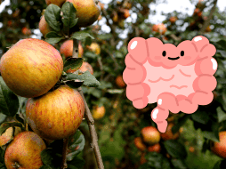 La manzana es rica en flavonoides, compuestos bioactivos que tienen un efecto antioxidante y antiinflamatorio en el cuerpo. Al ser fermentada, sus propiedades se intensifican. NTX / ARCHIVO