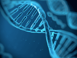 Se estudiaron 960 hembras de ratón genéticamente diversas para esta investigación. UNSPLASH / NCI