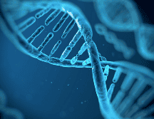 Se estudiaron 960 hembras de ratón genéticamente diversas para esta investigación. UNSPLASH / NCI