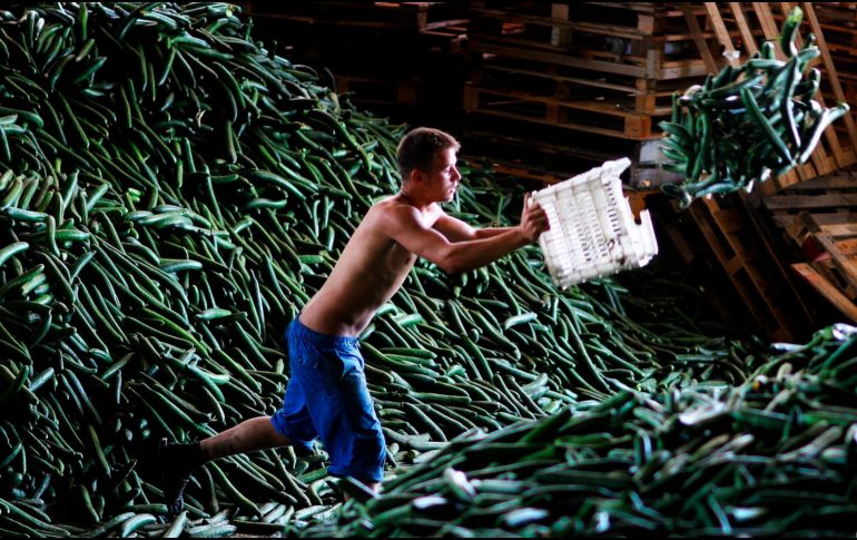 El pepino es un alimento con un alto contenido de agua y bajo en calorías, lo que lo convierte en un ingrediente habitual en dietas enfocadas al bienestar y la hidratación. EFE / ARCHIVO