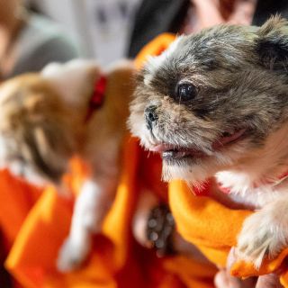 Las razas de perro ideales para casas chicas, según la IA