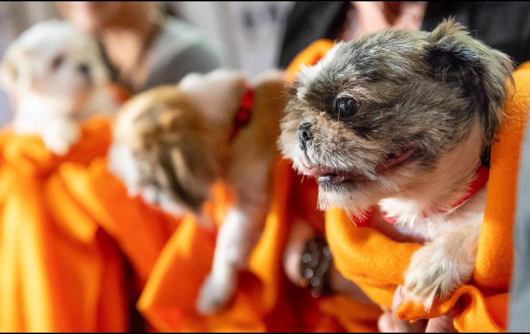 Estas razas destacan por su tamaño compacto, su temperamento equilibrado o porque requieren un nivel moderado de ejercicio. AP / ARCHIVO
