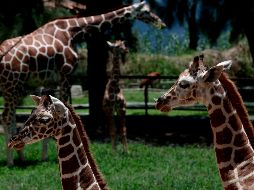 Los días en los que hace menos calor, como el presente mes de octubre, son los ideales para acudir al Zoológico Guadalajara. AFP / ARCHIVO