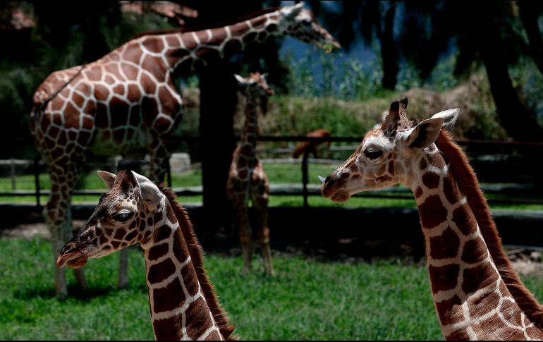 Los días en los que hace menos calor, como el presente mes de octubre, son los ideales para acudir al Zoológico Guadalajara. AFP / ARCHIVO