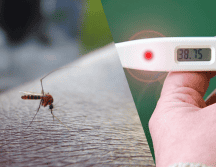 Debido a que en la actualidad no hay una vacuna del dengue accesible, la prevención es fundamental.  ESPECIAL/Imagen de Himas Rafeek en Pixabay/Imagen de Gundula Vogel en Pixabay