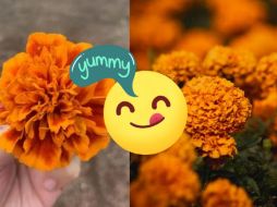 La flor de cempasúchil no solo es hermosa, sino que también añade un sabor distintivo y atractivo a una variedad de platillos. CANVA