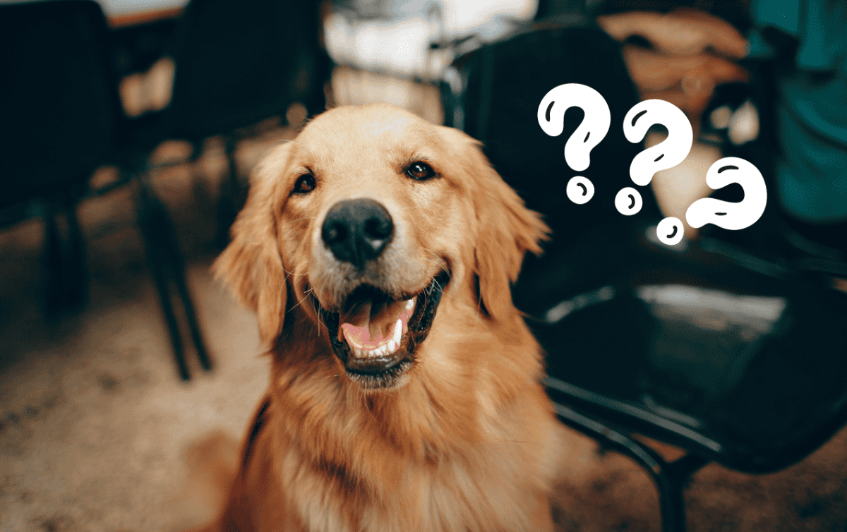 los perros saben cuando algo malo va a pasar