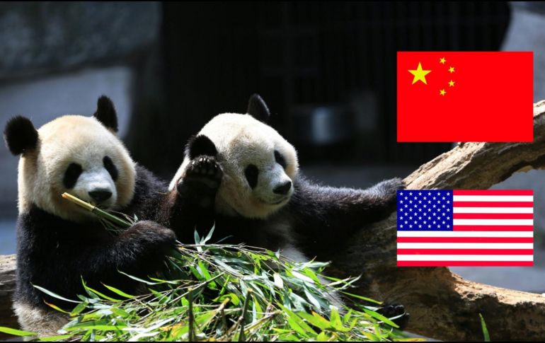 Los osos panda se consideran tesoro nacional en China. ESPECIAL/Unsplash y CANVA