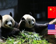 Los osos panda se consideran tesoro nacional en China. ESPECIAL/Unsplash y CANVA